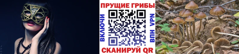 купить   Лаишево  Псилоцибиновые грибы ЛСД 
